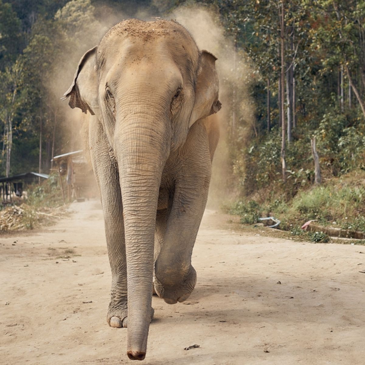 Elephant Reportedly Returns to Woman's Funeral After Trampling Her to Death  