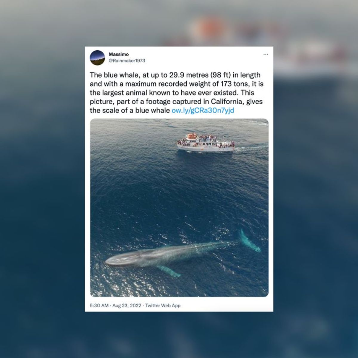 Does this Photo Authentically Show a Whale Alongside a Boat? 
