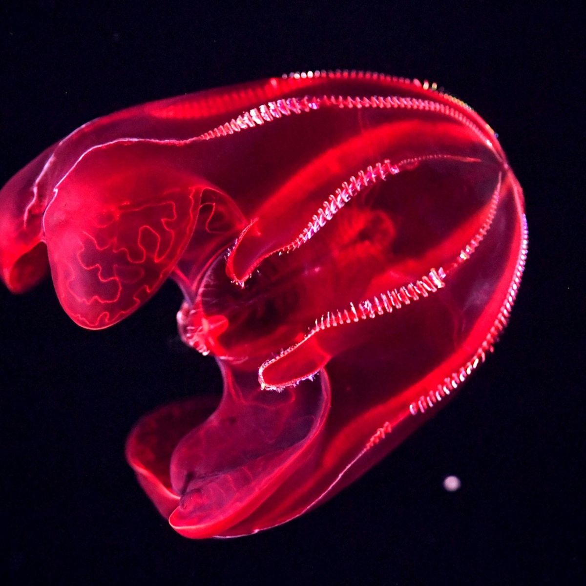 Bloodybelly comb best sale jelly