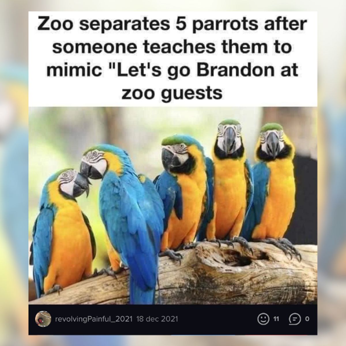 Go parrot on sale