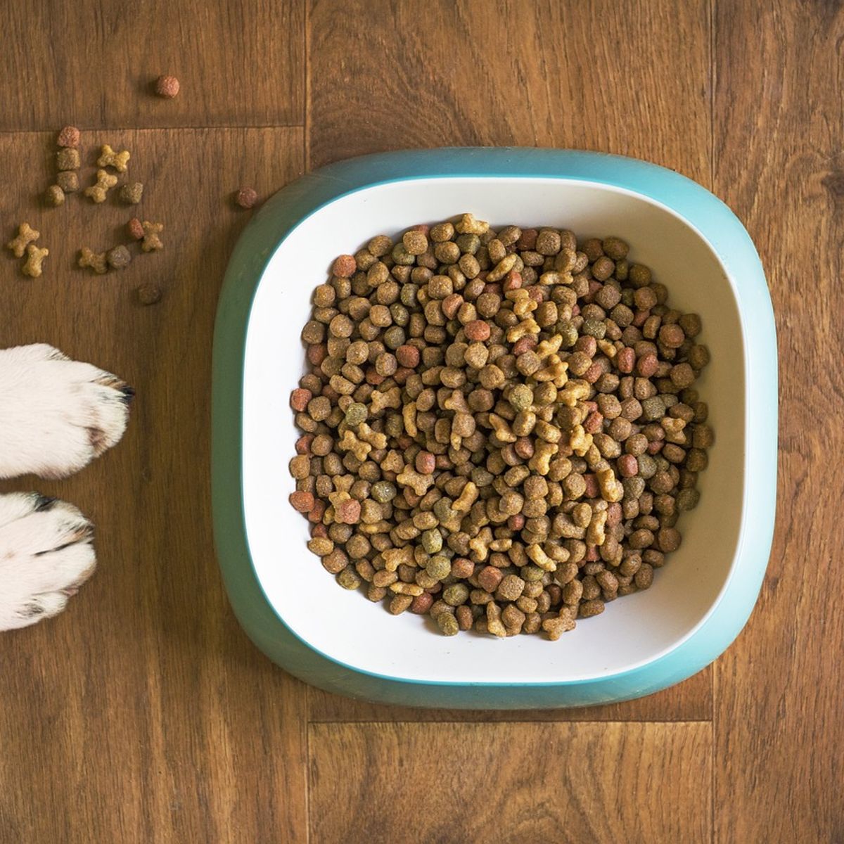 Authority dog food recall discount