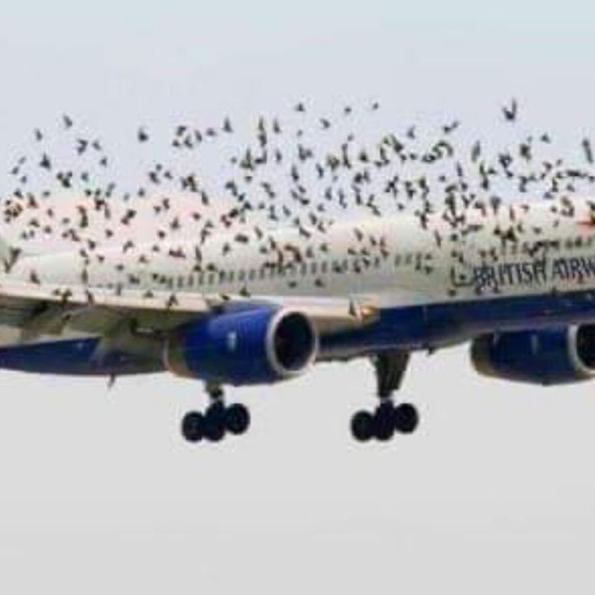 Pilot Reacted Emotionally When He Realized Why Birds Were Flying Alongside  His Airplane? | Snopes.com