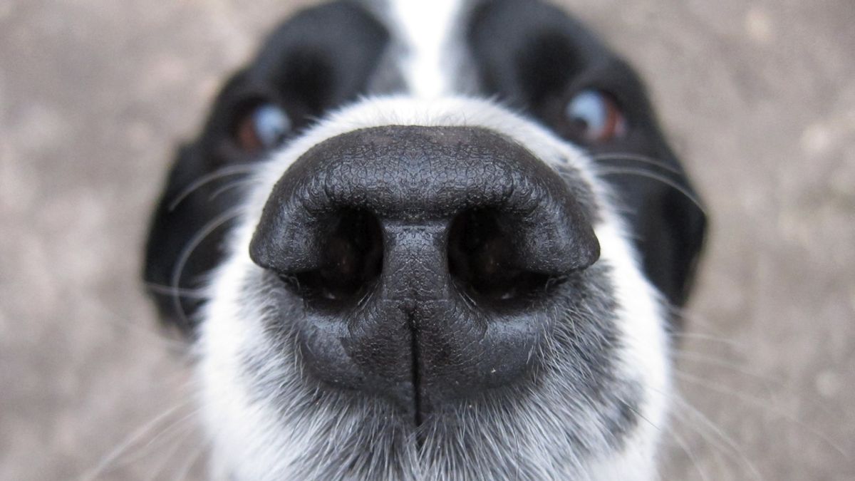 Nude Man Startled by Nosey Pet | Snopes.com