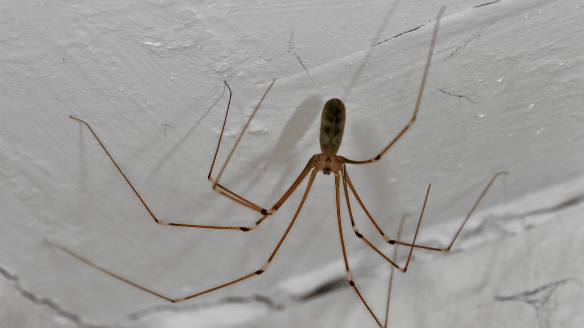 Are daddy longlegs really the most venomous spiders in the world?