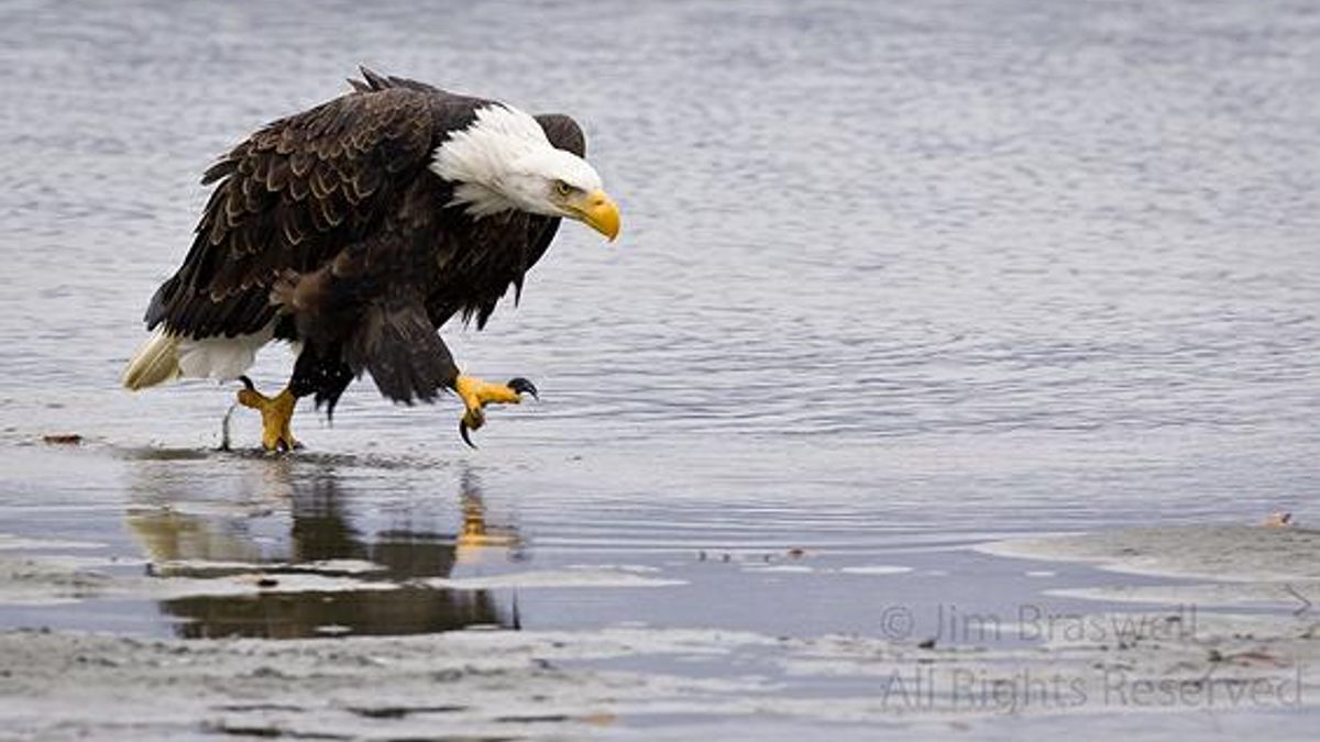 Native Vines - “An eagle decided to land at one of the two