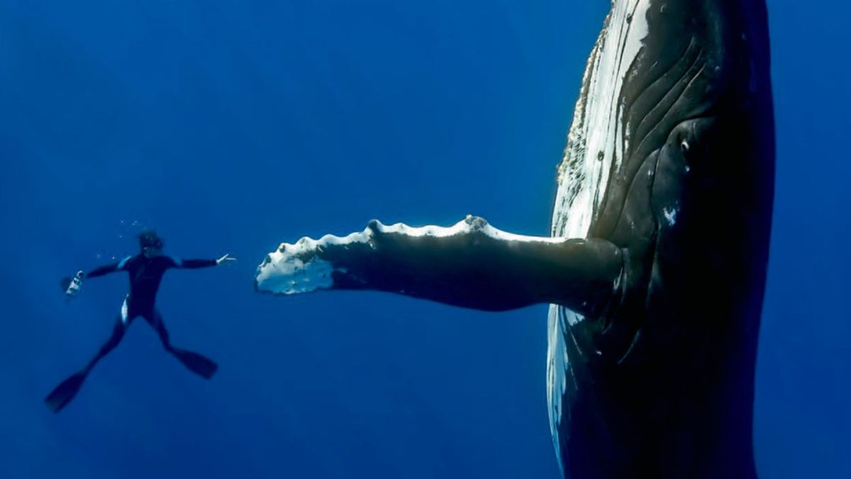 US: Rescue mission is under way after whale found entangled in fishing net  near San Francisco, US News