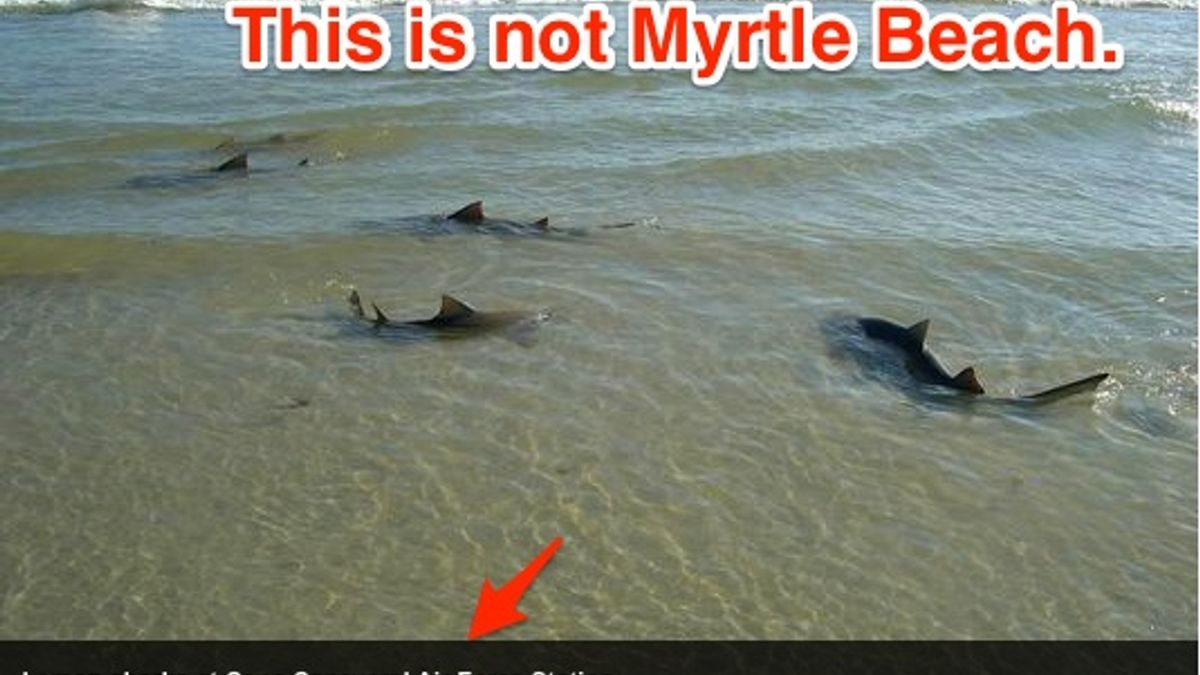 Shark Sightings in Myrtle Beach 2024: What You Need to Know