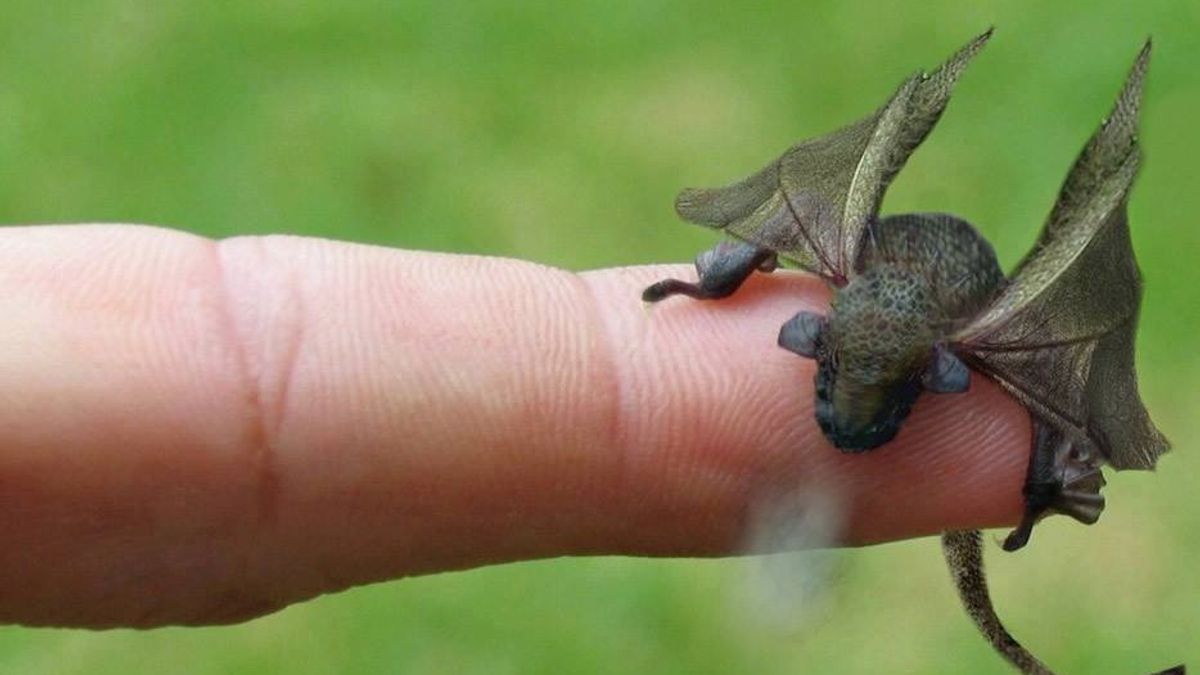 Is This a Newly Hatched Dragon? | Snopes.com