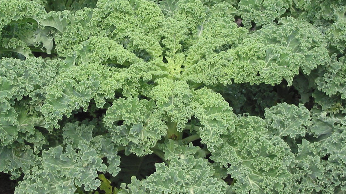 Scientists Create Kale and Cannabis Hybrid