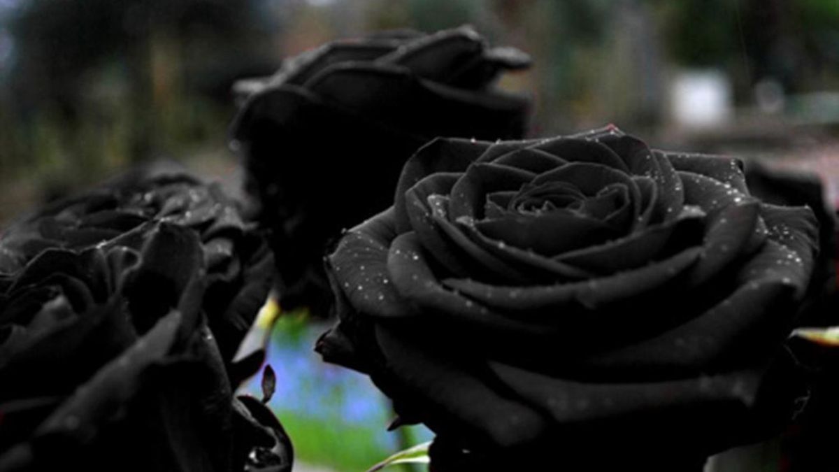 Rare Black Rose' Only Grows in a Village in Turkey 