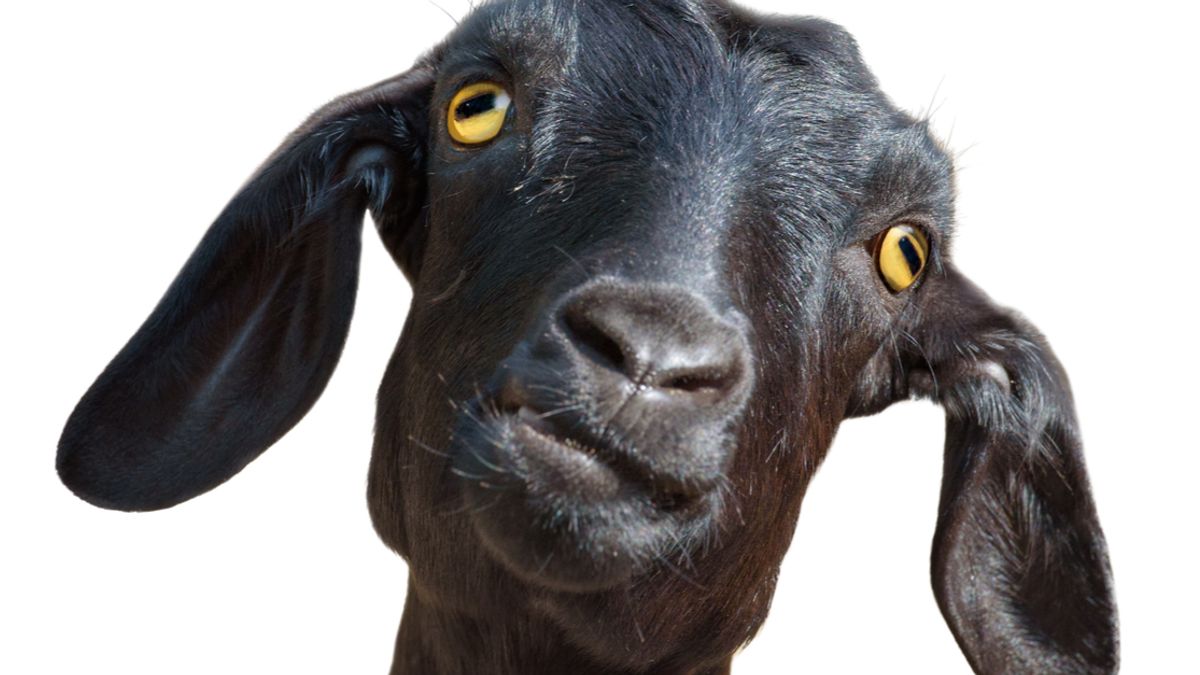 Did a Woman Give Birth to a Human-Goat Hybrid? 