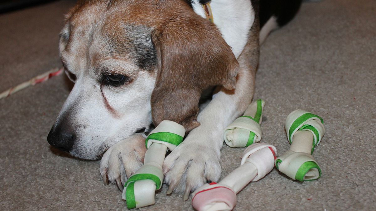 Walmart christmas clearance dog bones