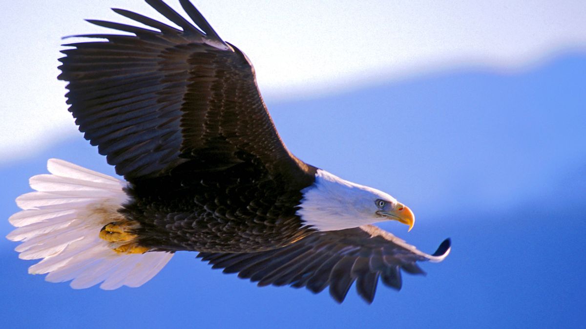 hand Attendance war Is This an Eagle Catching a Drone? | Snopes.com