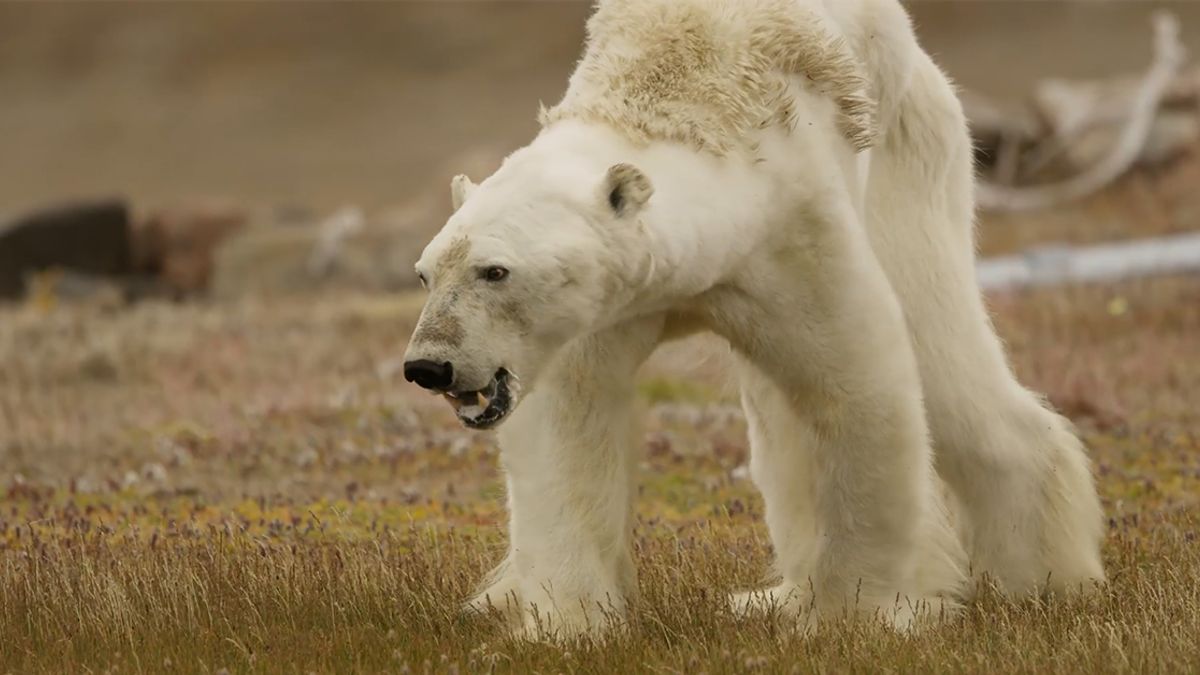 Climate change is forcing polar bears to eat garbage