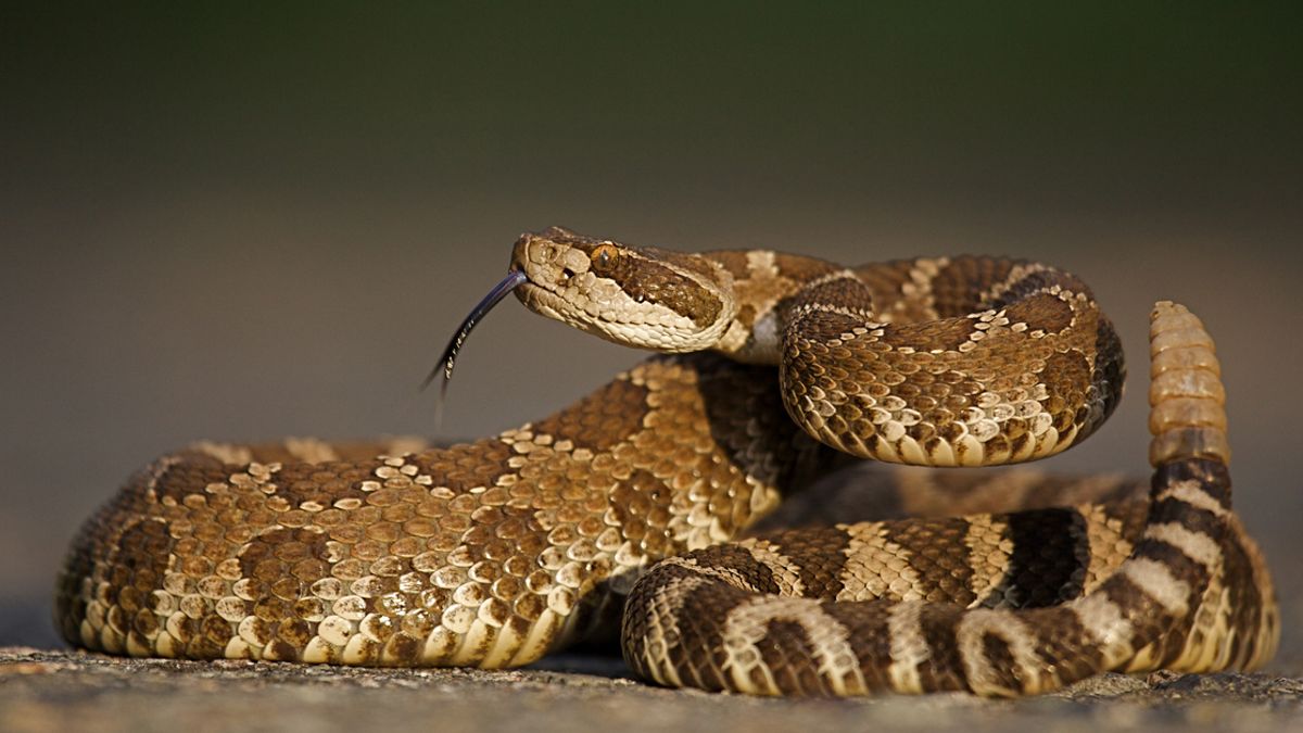 Can a Severed Snake Head Still Kill? It's Possible