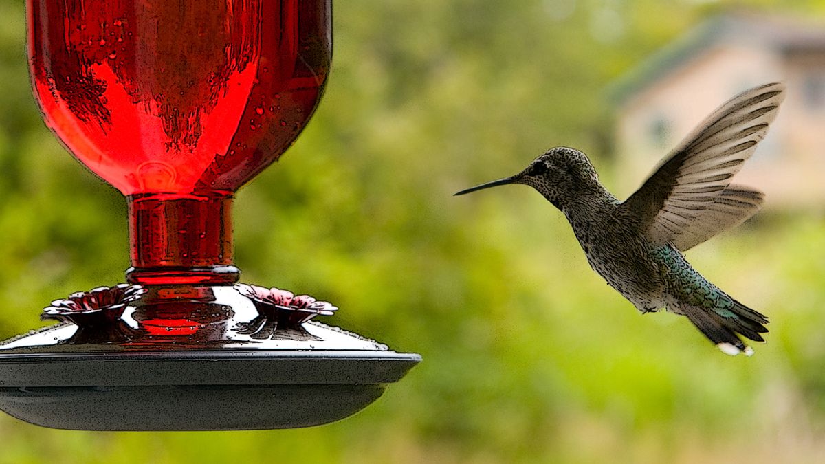 is the red dye in hummingbird food harmful