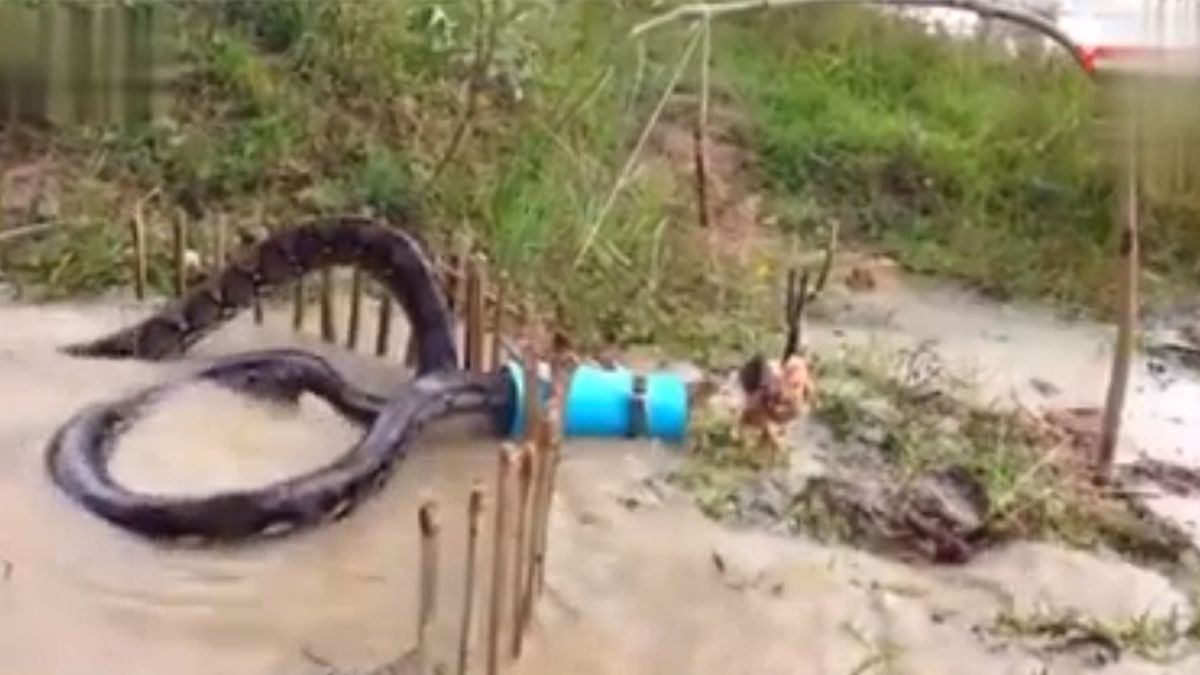 Does This Video Show a Giant Anaconda Getting Caught in a Trap?