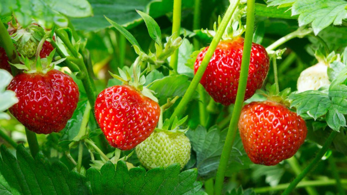 Etymology of Strawberry