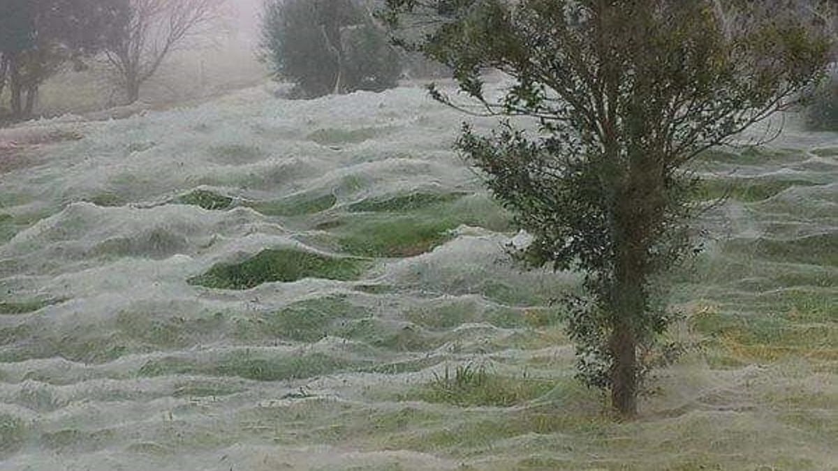 Watch: Giant Spiderwebs Blanket Australia After Flooding