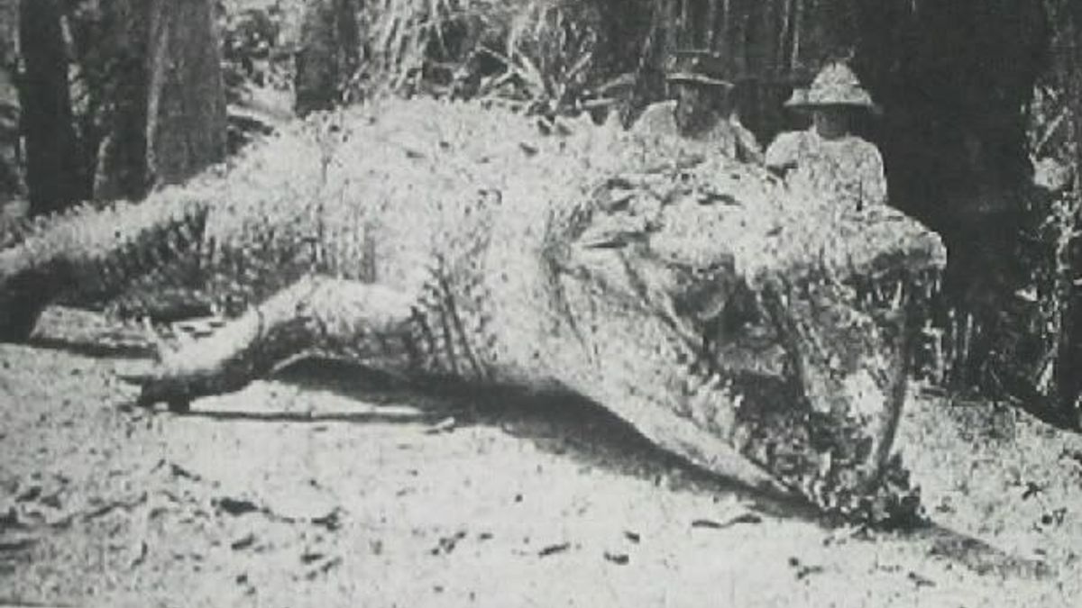 giant crocodile gustave