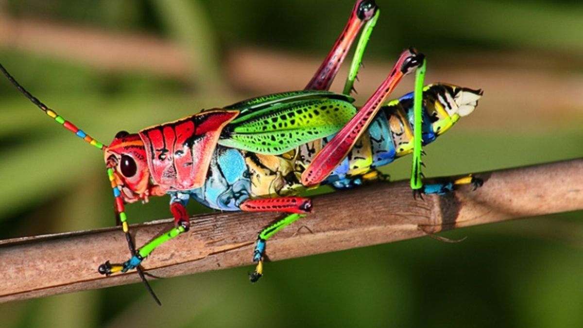 Is This a Real Rainbow Grasshopper? | Snopes.com