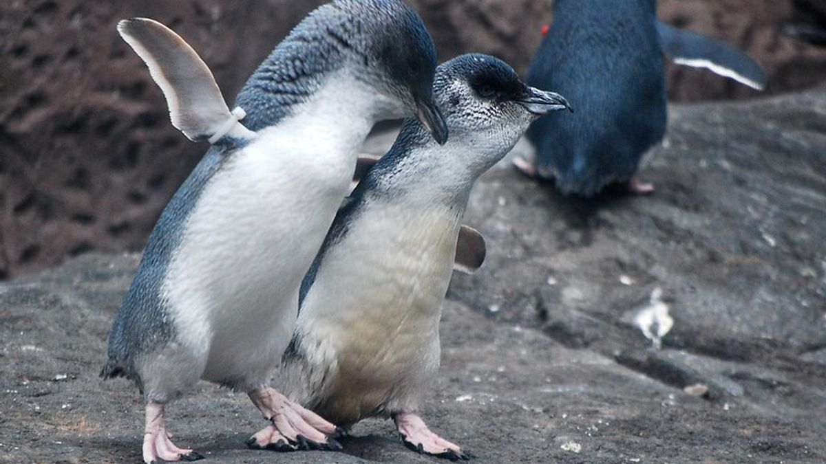 Does a Photo Show 'Widowed' Penguins Consoling Each Other? | Snopes.com