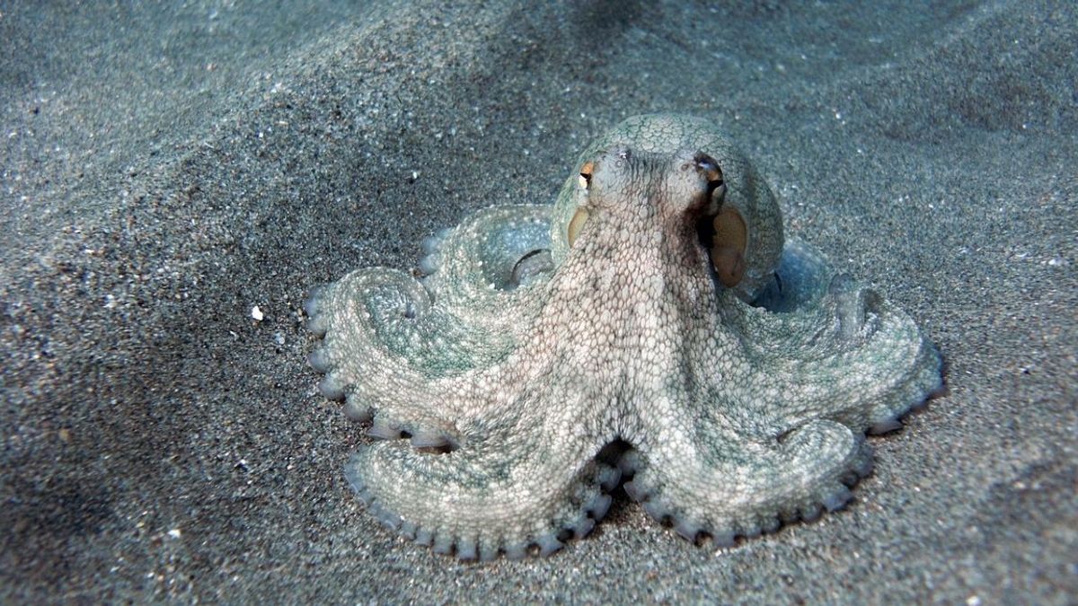 A rare mutation causing the tentacles on the octopus to branch :  r/interestingasfuck