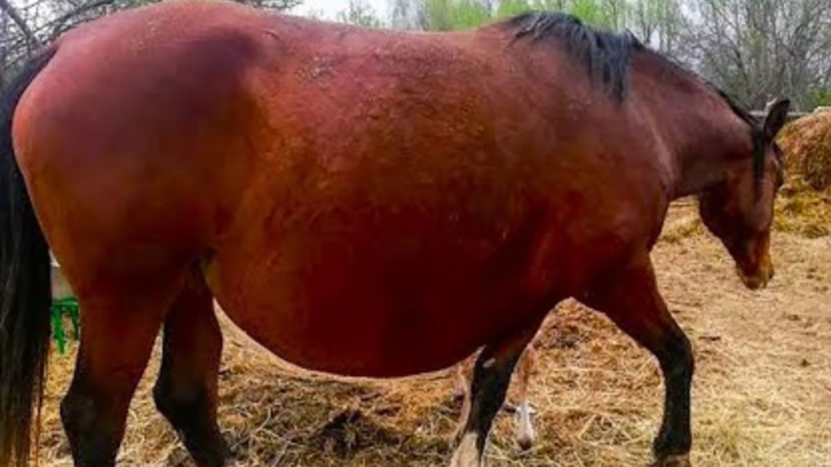 Did a Vet Call Police After a Horse 'Refused' to Give Birth? 