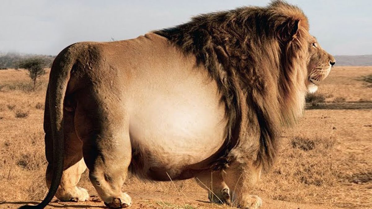 Is the 'Rangers Spot Giant Lion' Story True? 