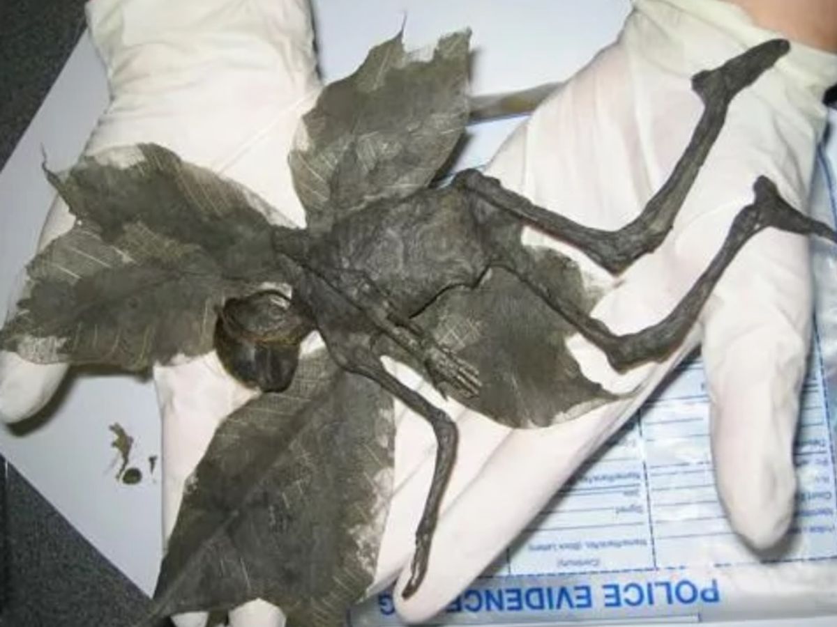 Is This a Photograph of a Dead Fairy? | Snopes.com