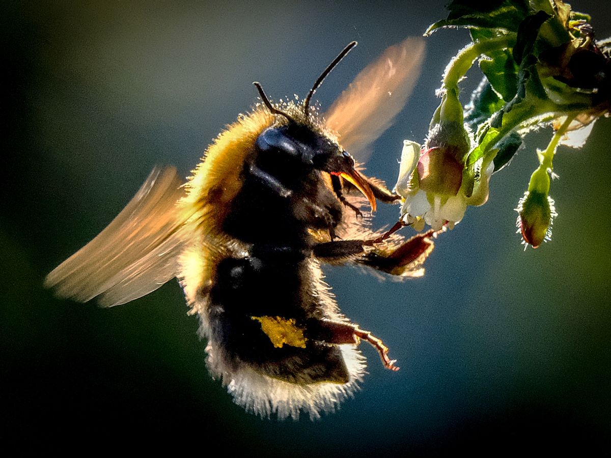 Beekeepers try to keep bees – and livelihoods – from going extinct