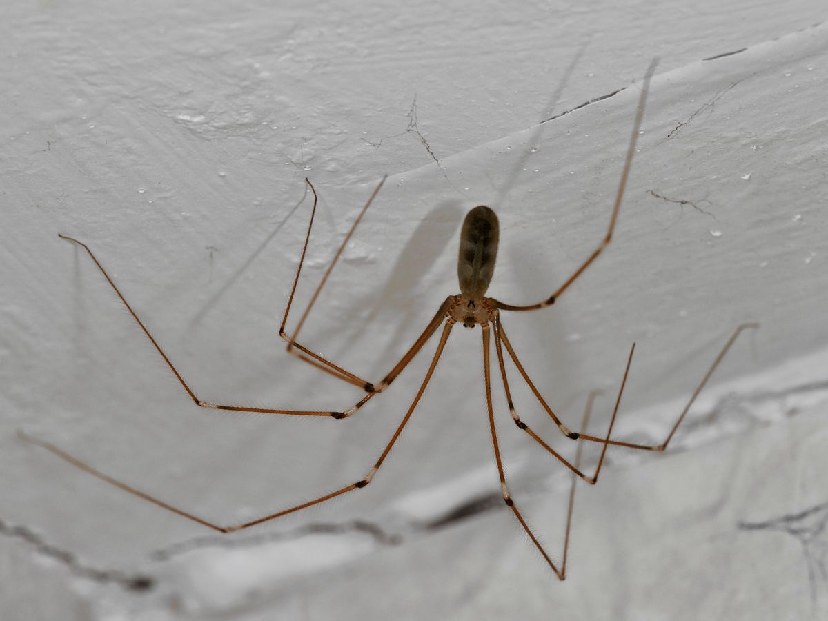 How a Daddy Long Legs Harvestman Grows Such Strange Legs - The New York  Times