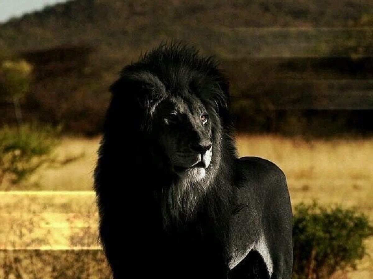 Is this a Photograph of a Black Lion? | Snopes.com