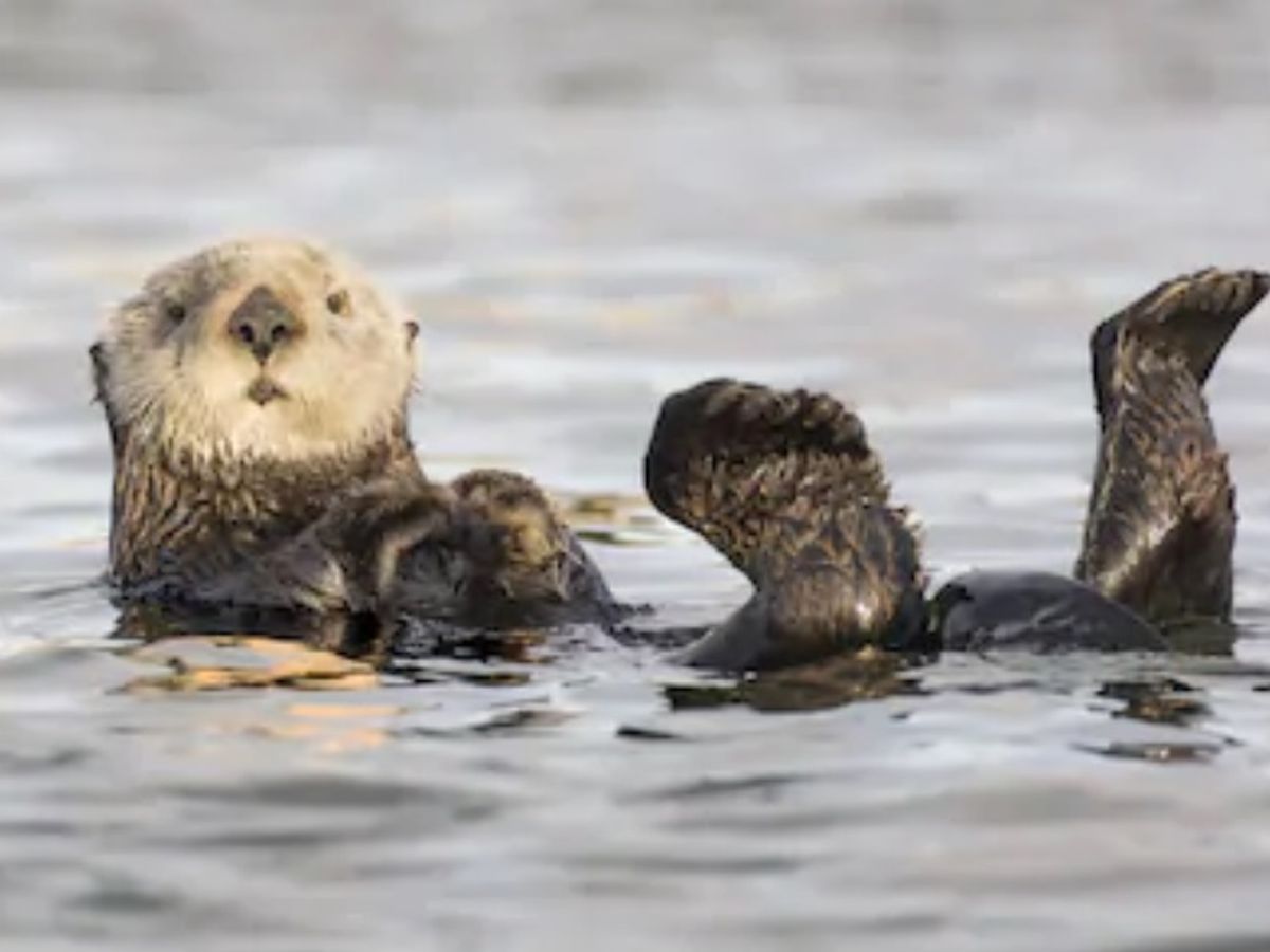 Dave Grohl Meme Otters