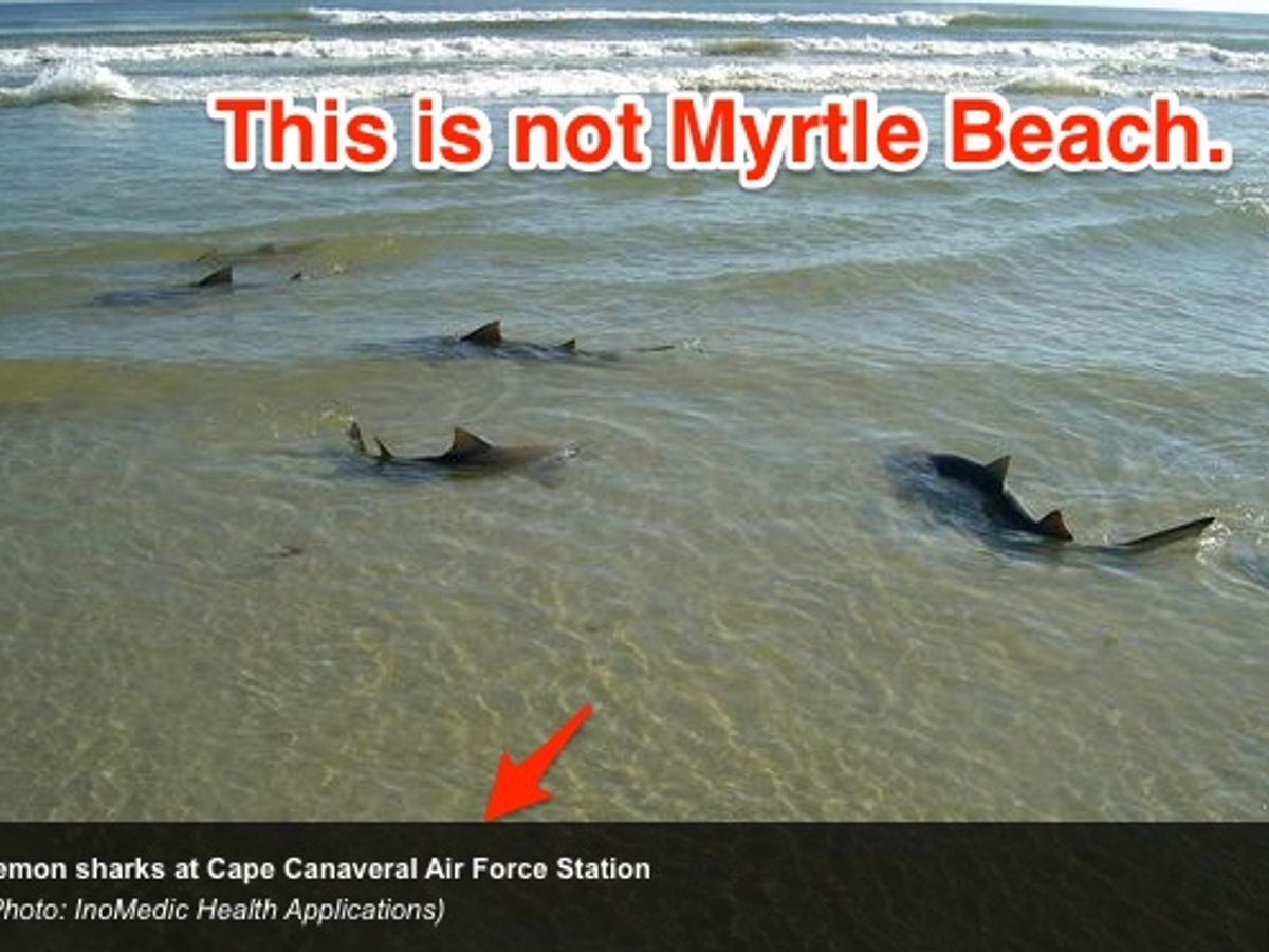 What Sharks Can You Catch in Myrtle Beach?