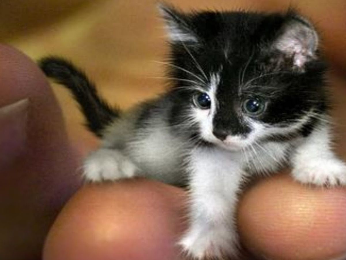 Smallest cat tinker toy