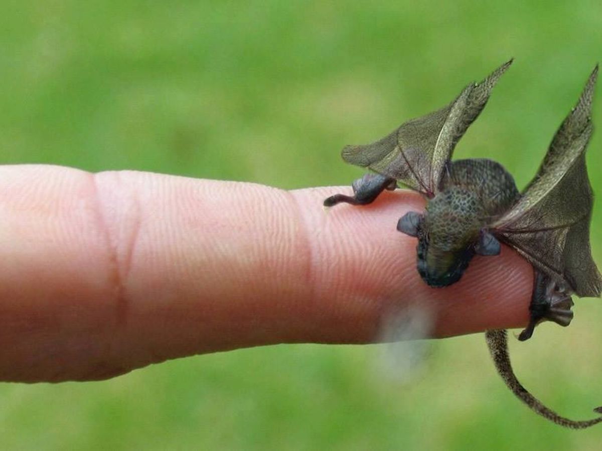 Is This a Newly Hatched Dragon? 