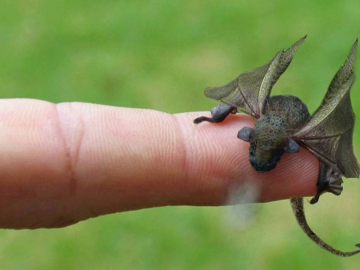 Is This a Newly Hatched Dragon? | Snopes.com