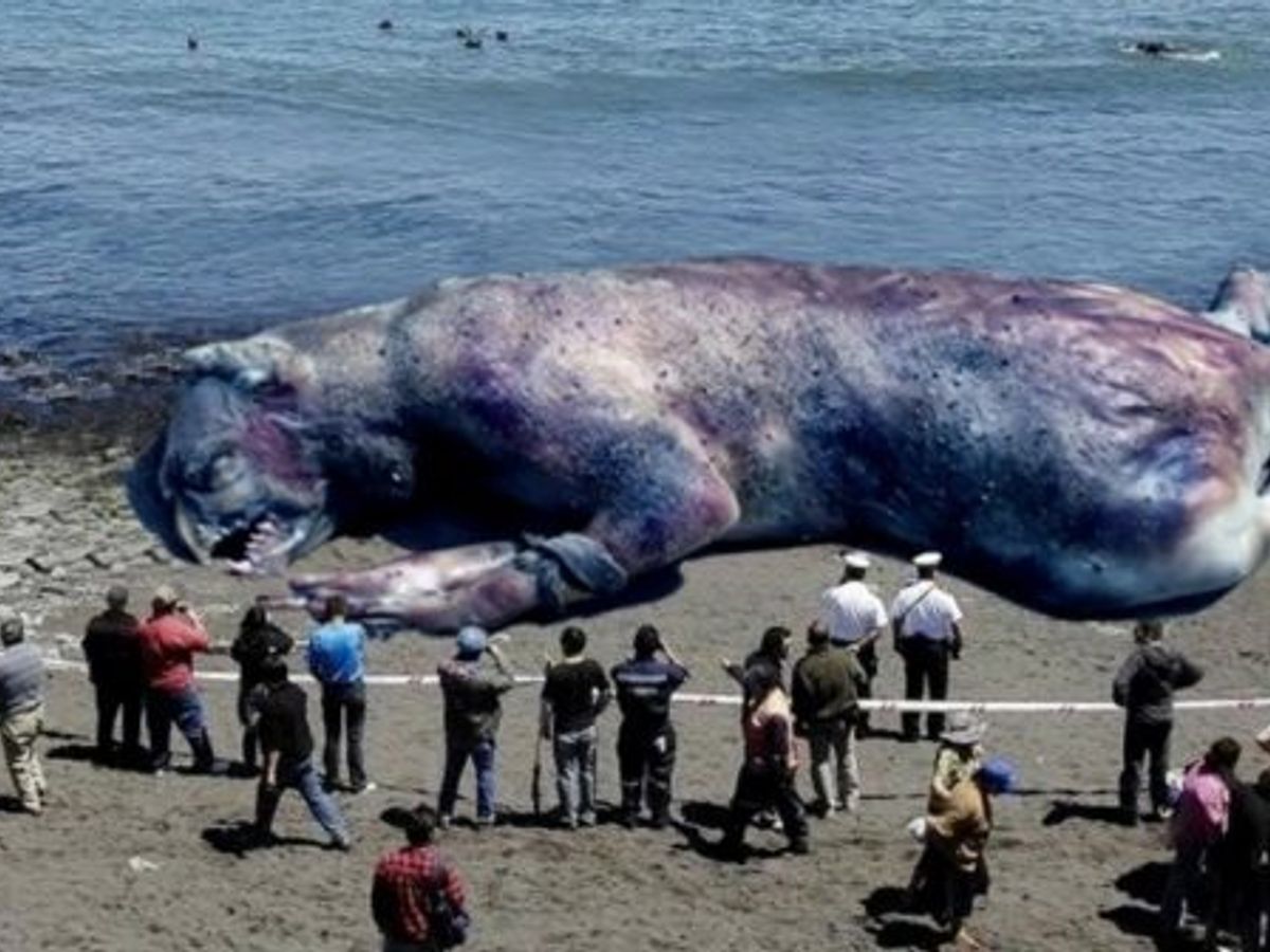 Mysterious '4-Metre Long Sea Creature' Washes Ashore 