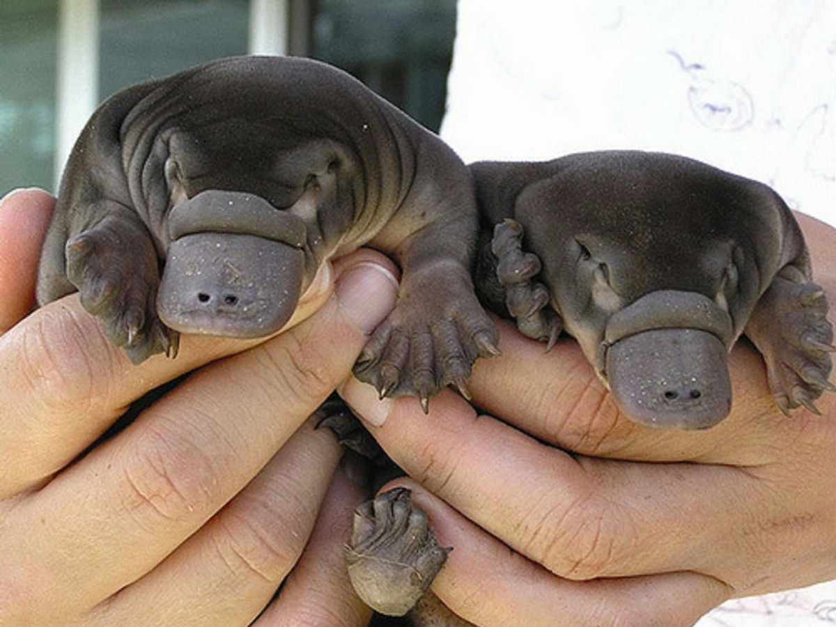 Does a Viral Photo Show a Real Baby Platypus? 
