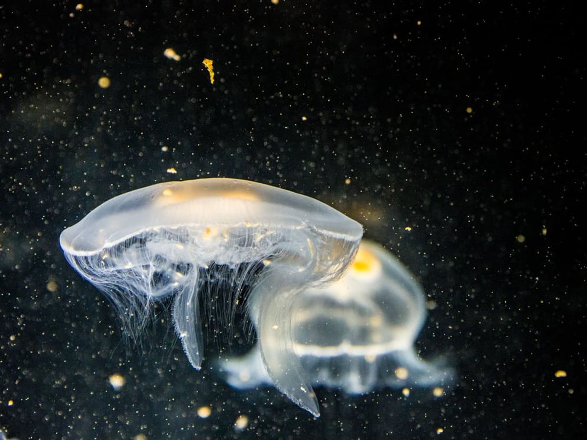 immortal jellyfish facts