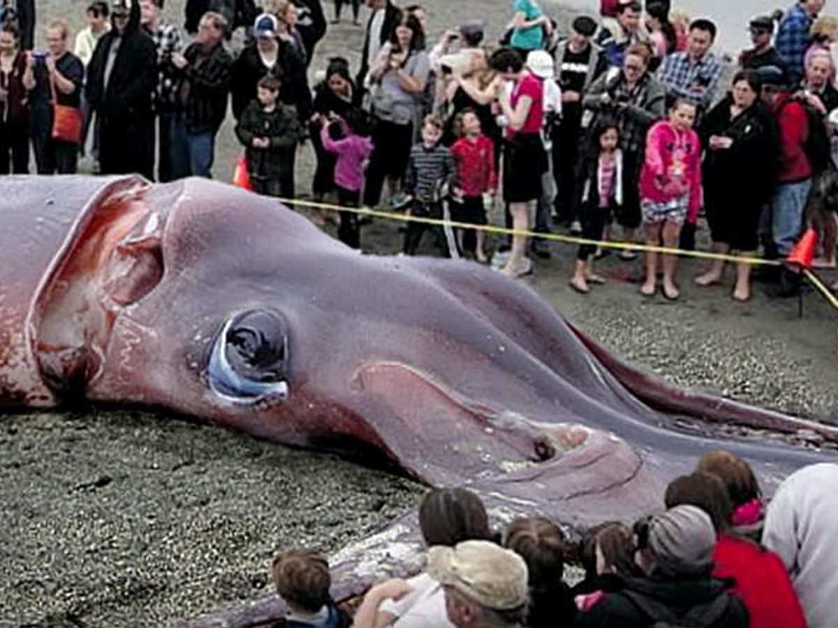 Discovering rare giant squid in New Zealand surprised scientists