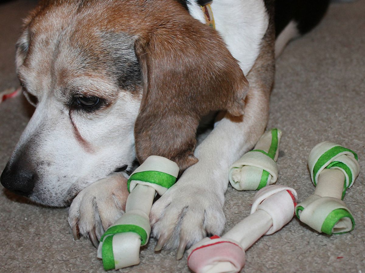 can a dog have too many rawhide bones