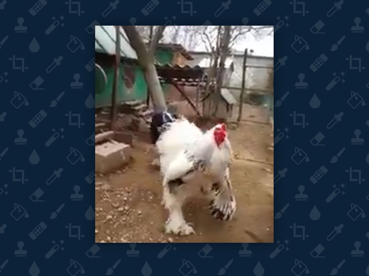 Online Video Showing a Giant Chicken Prompts Varied Reactions