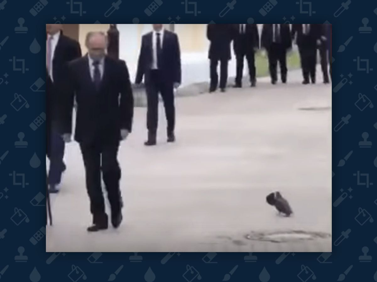 Does This Video Show a Pigeon Saluting Vladimir Putin? | Snopes.com