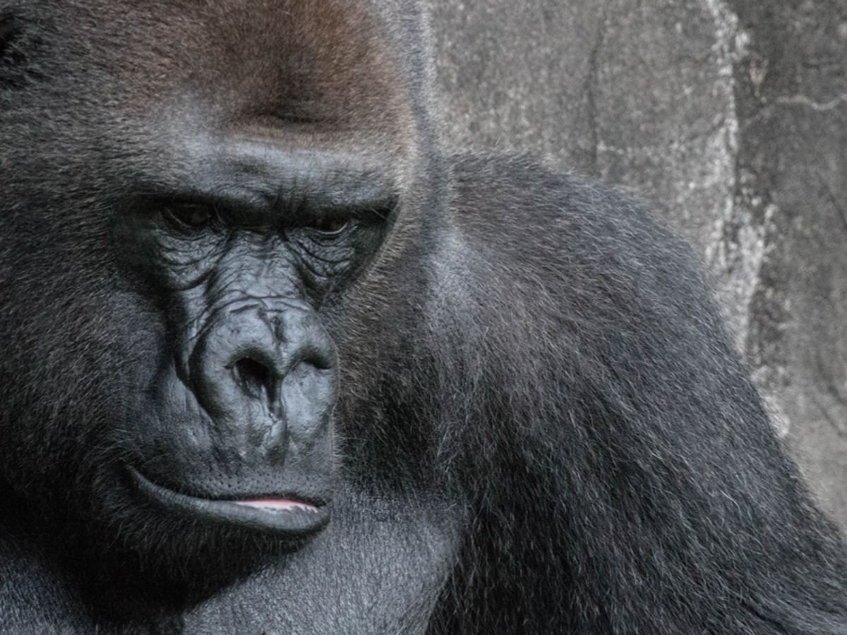 Was a Zookeeper Arrested for Molesting a Gorilla? Snopes picture