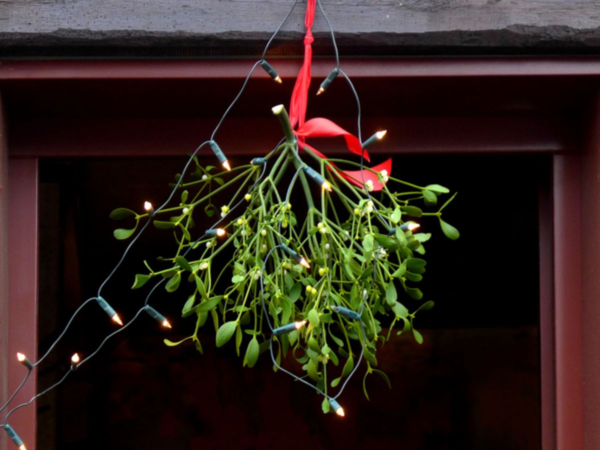 Don't Hang The Mistletoe 