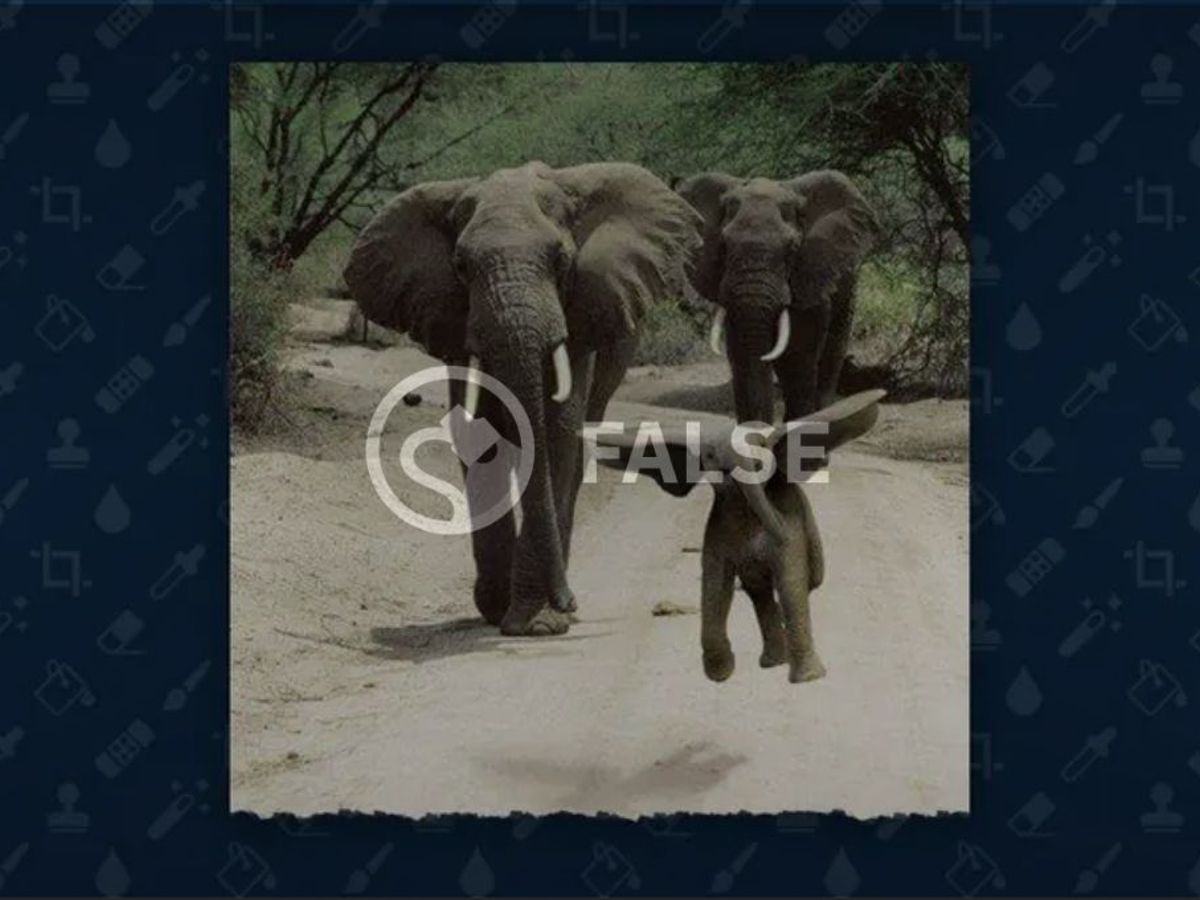 elephant jumping