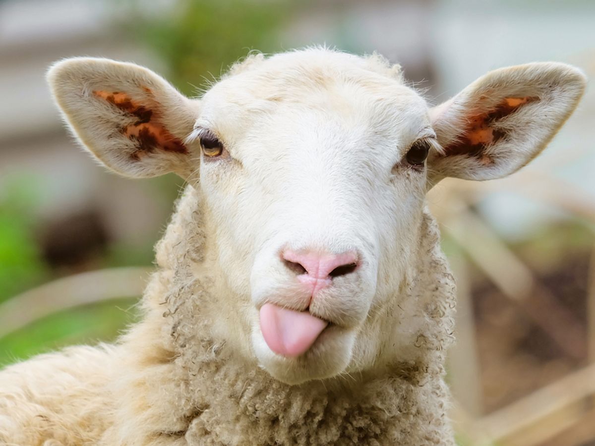 Was a New Zealand Farmer Arrested for Selling Sheep as Sex Slaves to the Islamic State? Snopes picture