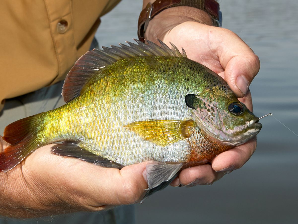 Is the Bluegill One of the Most Dangerous Fish in North America?